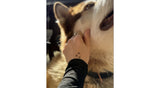 Tattoo Lovely - Pattes d'animaux