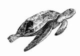 Tattoo Lovely - Tortue
